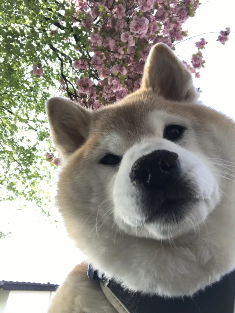 Image from Akemi