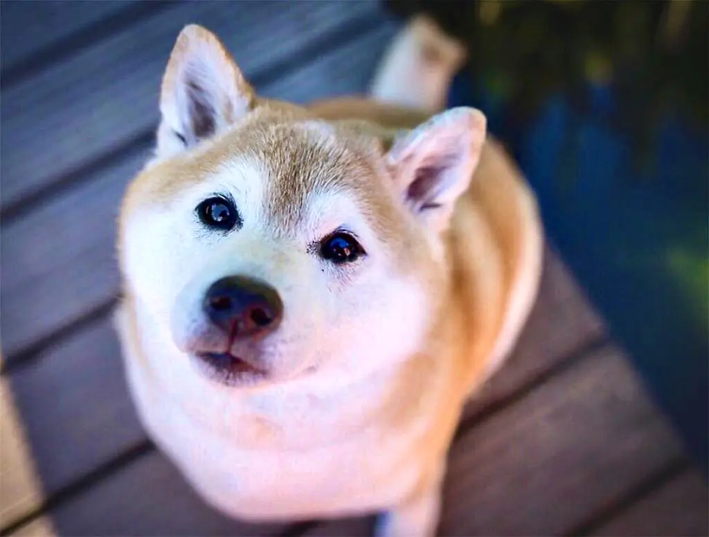 Image from Akemi