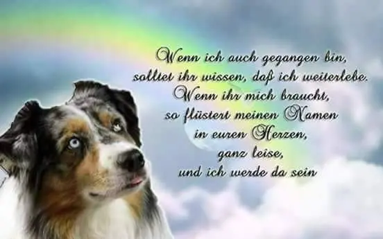 Condolence image of Sabine mit Luna im Herzen