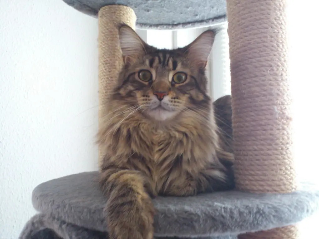 Image from Frodo