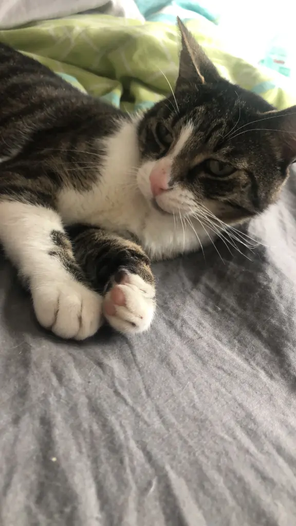Image from Tigger
