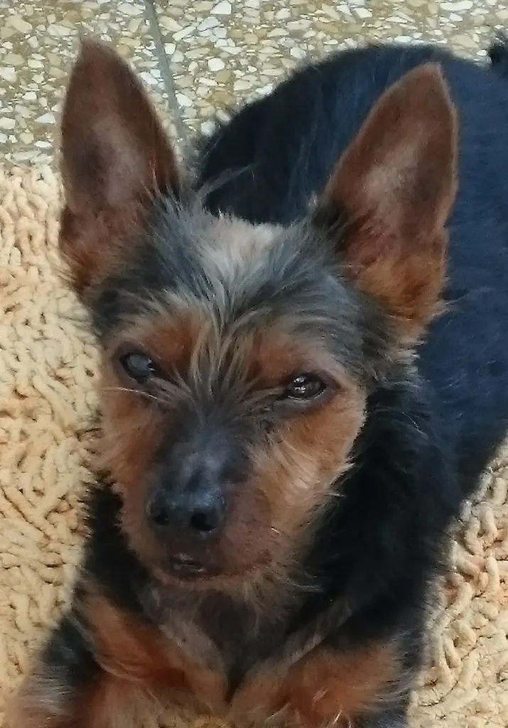 Image from Gismo