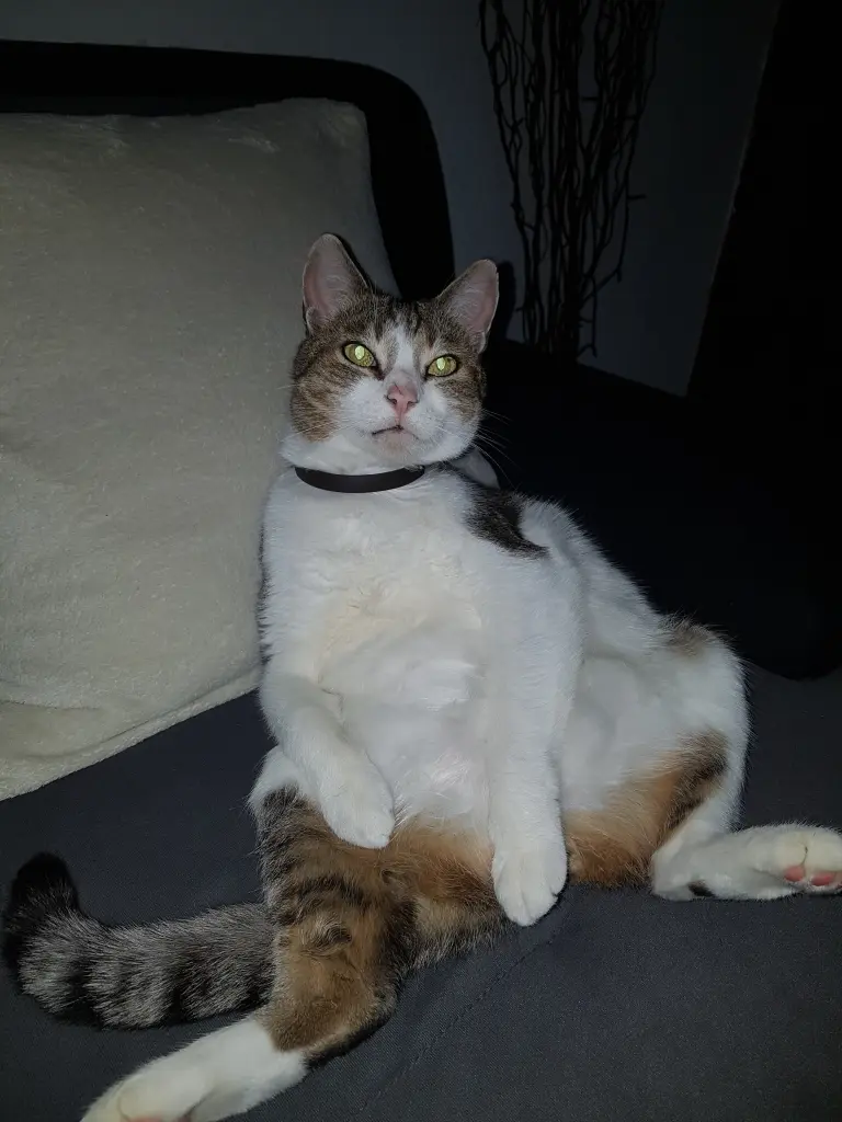 Image from Mischa
