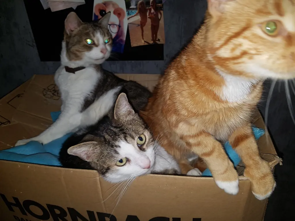 Image from Mischa