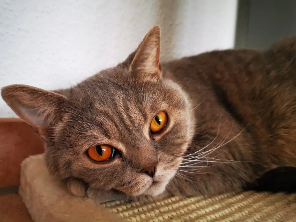 Image from Simba