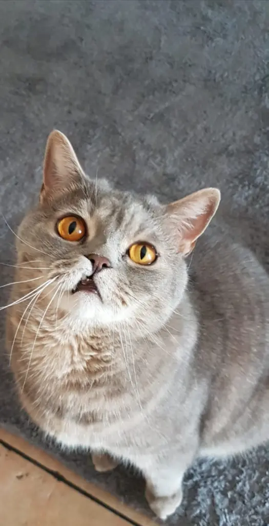 Image from Simba