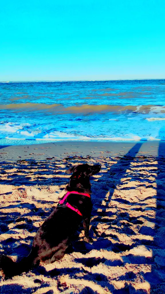 Image from Tosca