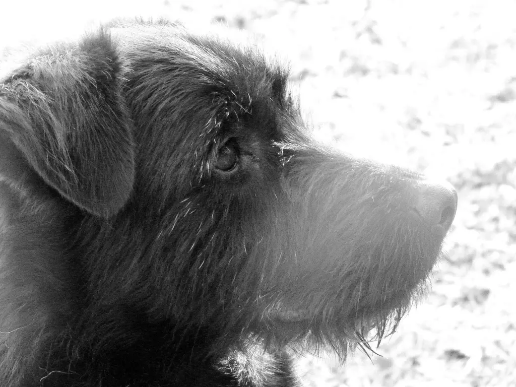Image from Poldi