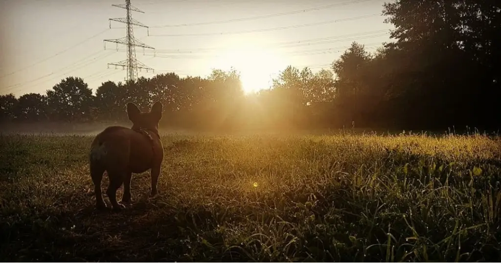 Image from Kjubi