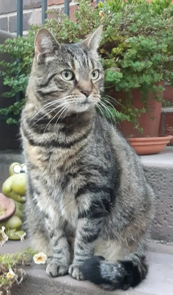 Image from Dudi (Felix)