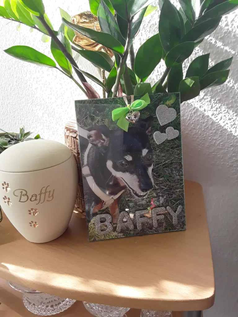 Condolence image of Cerstin und Seelenhund Baffy❤