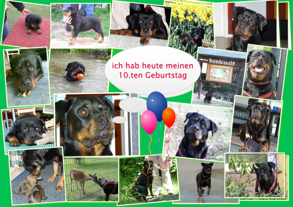 Image from Fart (Hündin)