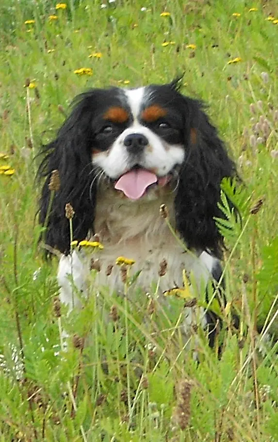 Condolence image of Editha im Herzen mit Benno 01.09 2020