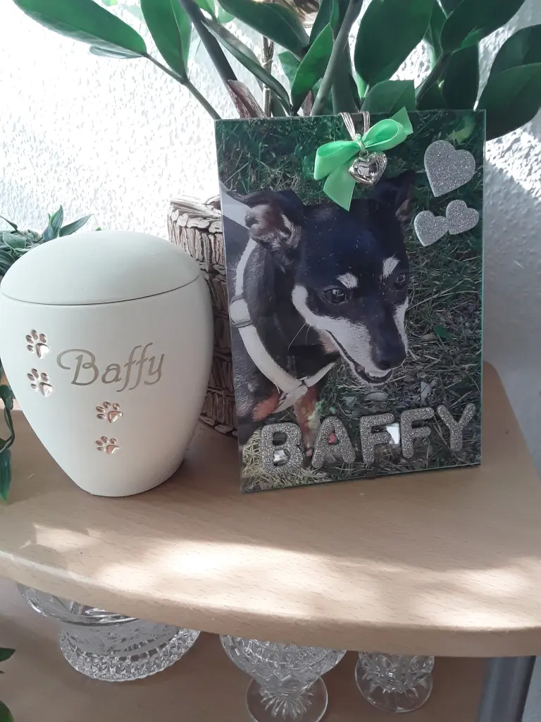 Condolence image of Cerstin mit Seelenhund Baffy (02.07.20)