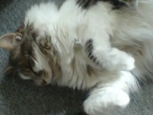 Condolence image of Simone