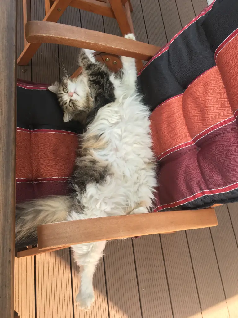 Image from Milou
