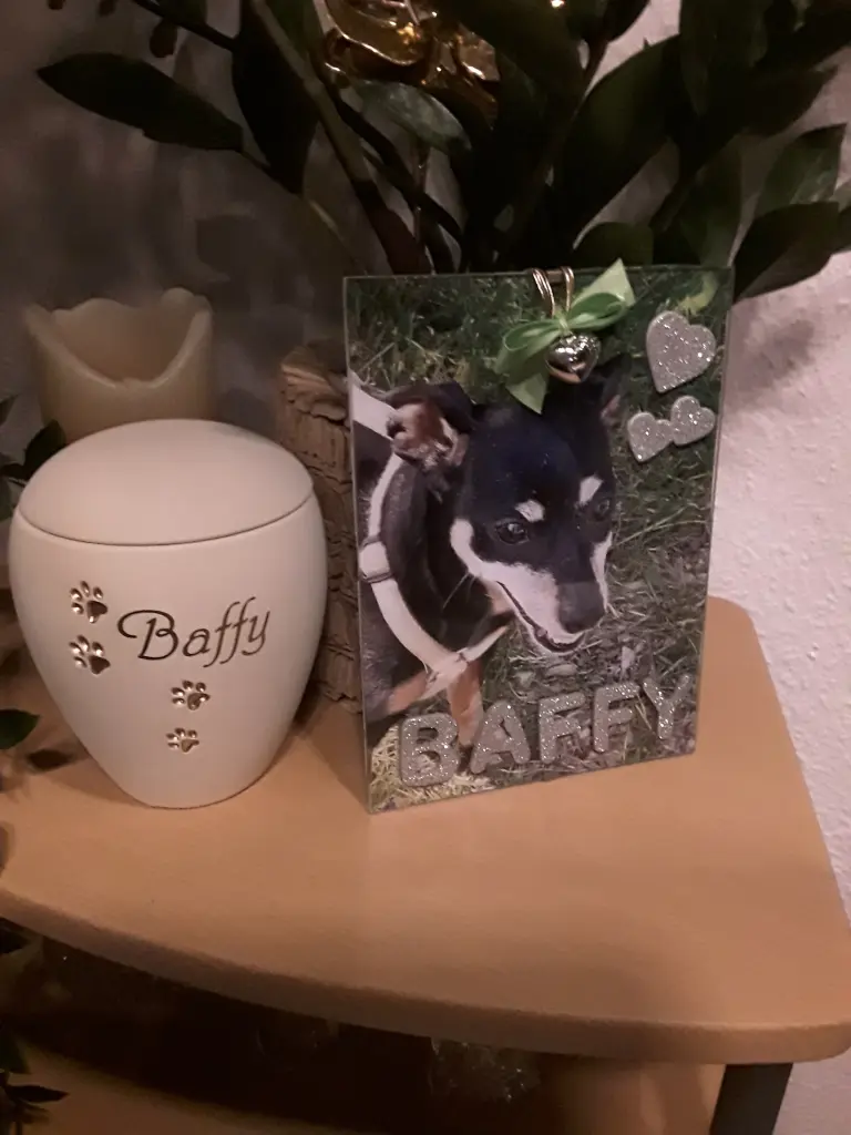 Condolence image of Cerstin mit Seelenhund Baffy (02.07.20)