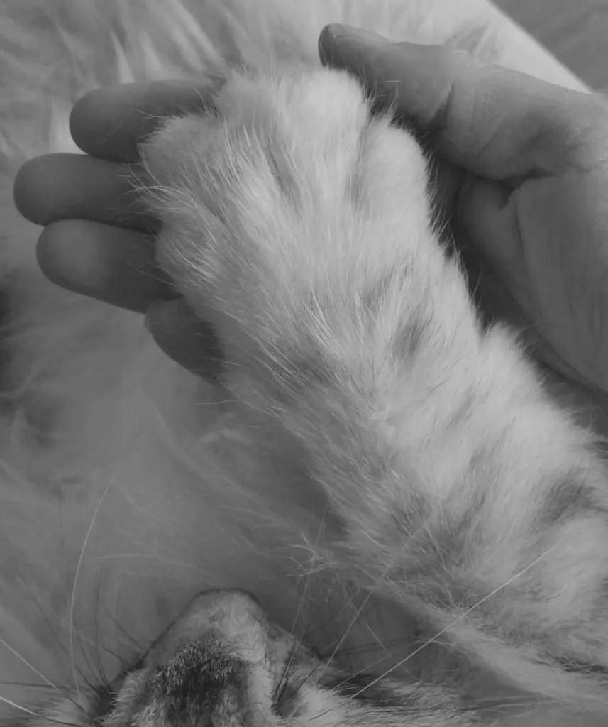 Condolence image of Bianka