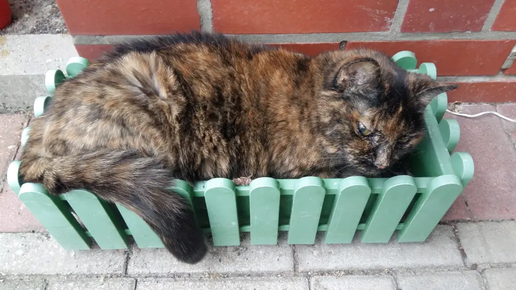Condolence image of Angelika