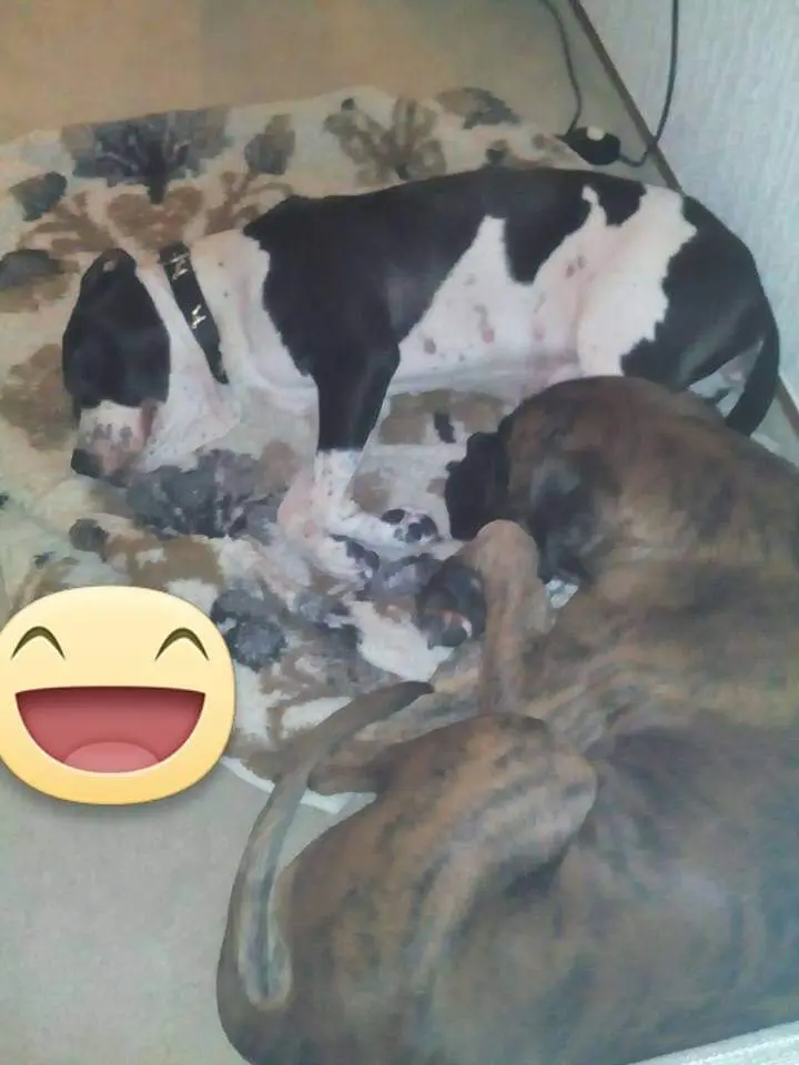 Image from Barney