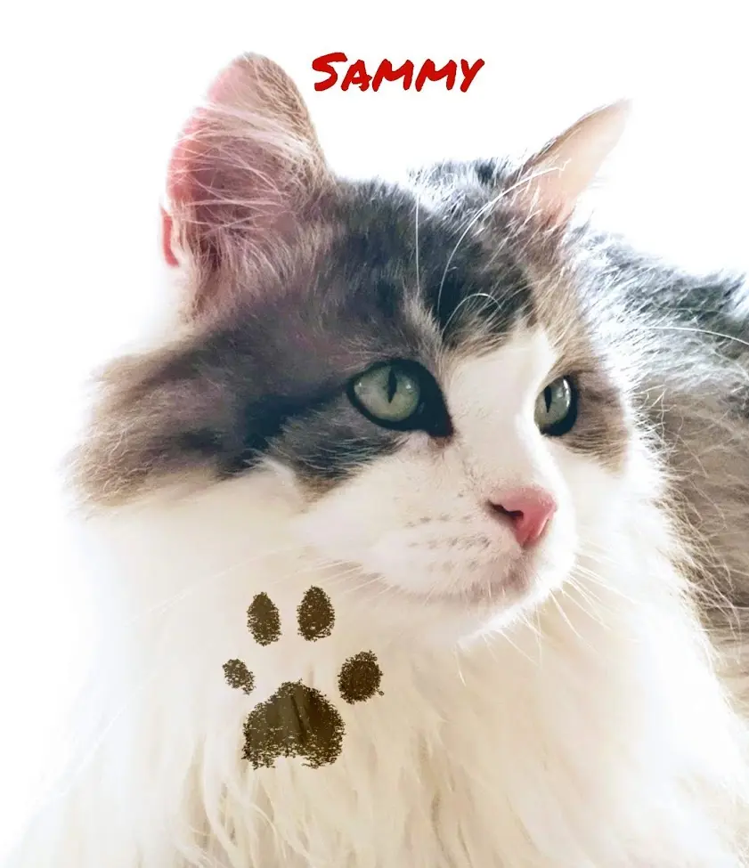 Image from Sammy