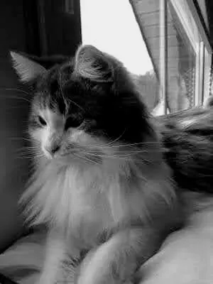 Image from Sammy
