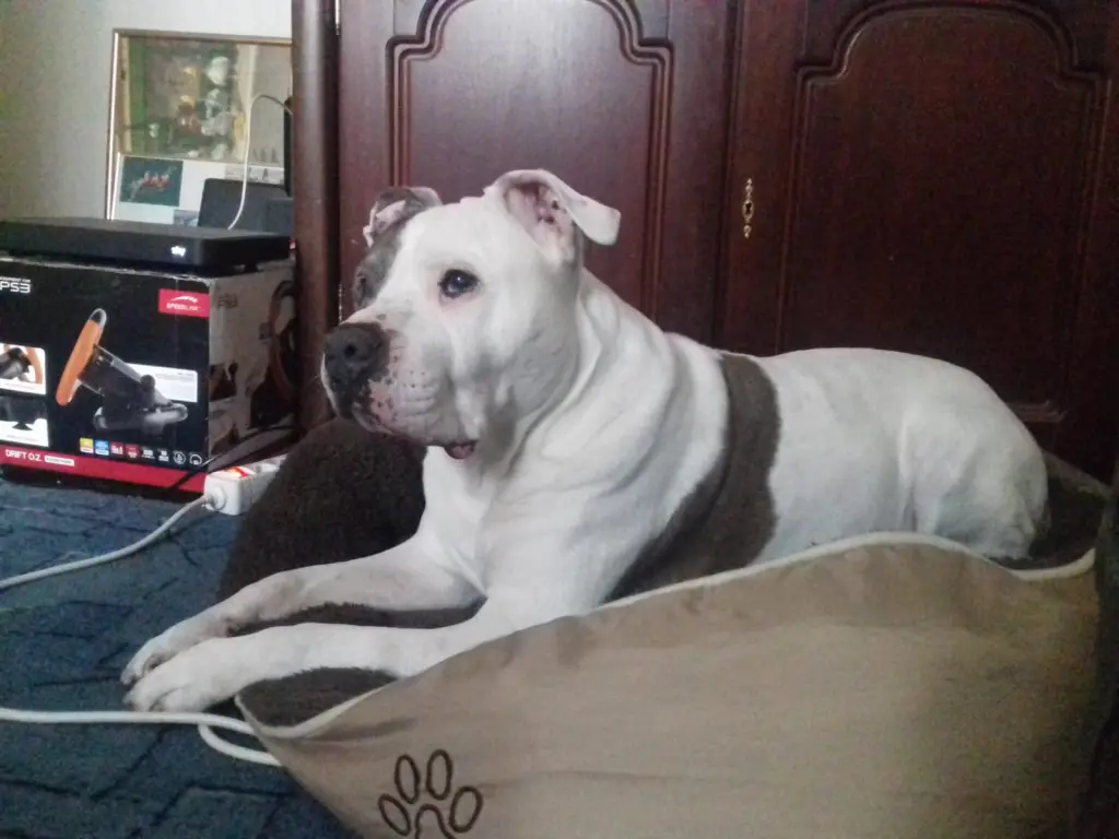 Image from Pascha