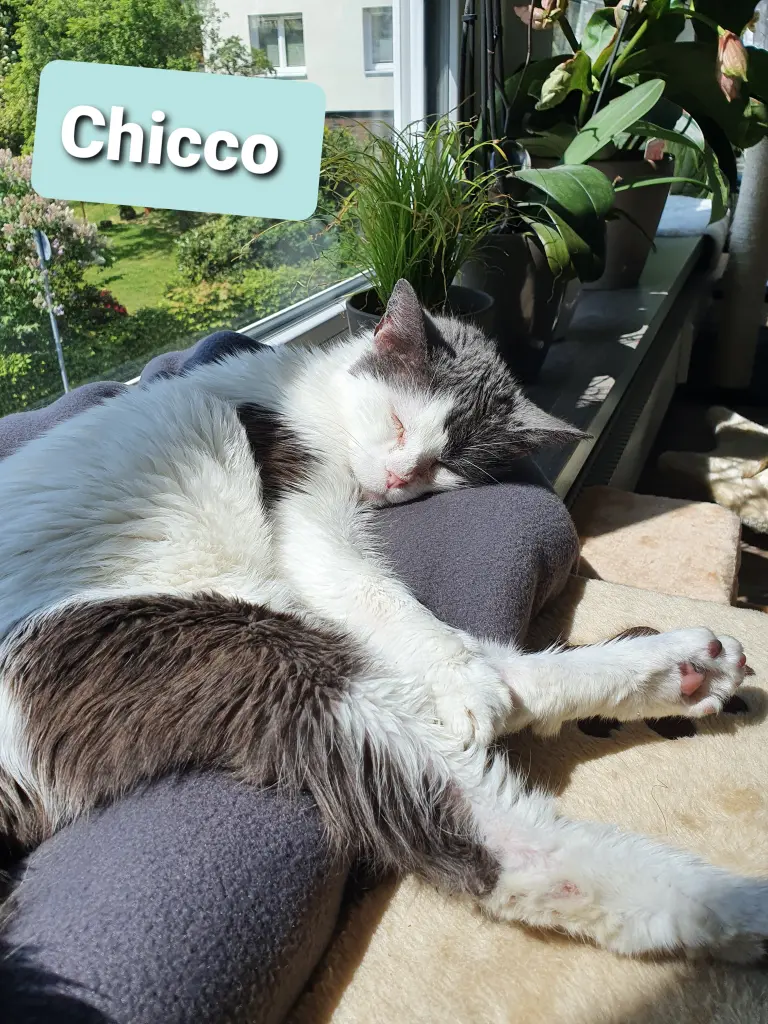 Image from Chicco