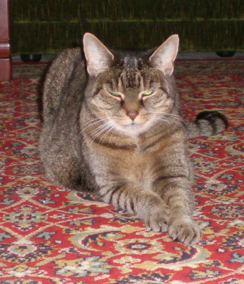 Image from Ginger