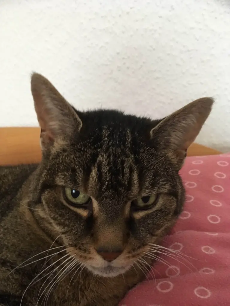 Image from Ginger