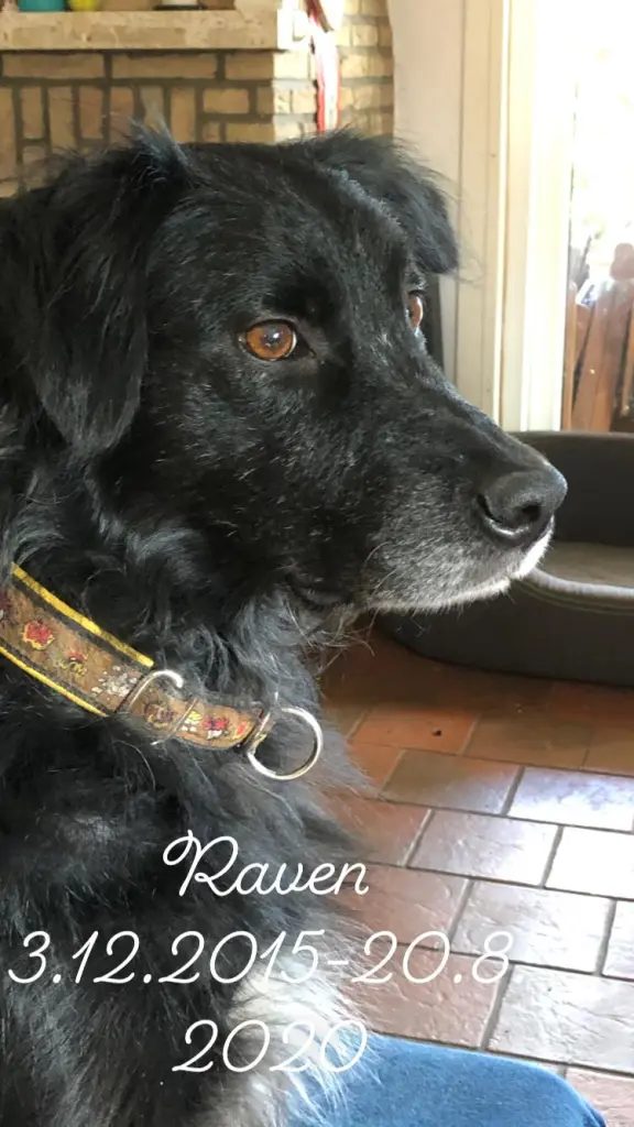 Image from Raven