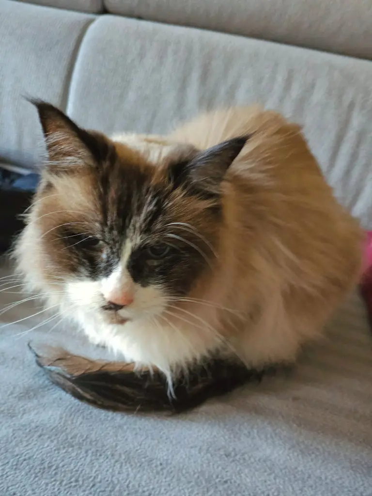 Condolence image of Oliver