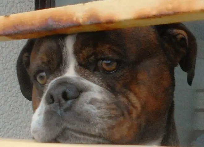 Condolence image of Frauchen und Herrchen