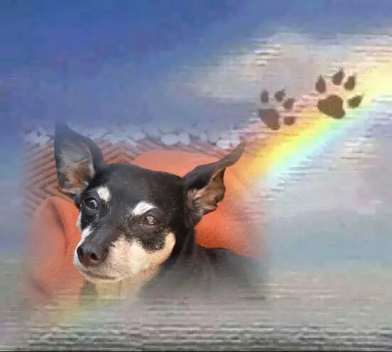 Condolence image of Cerstin mit Baffy im Herzen❤