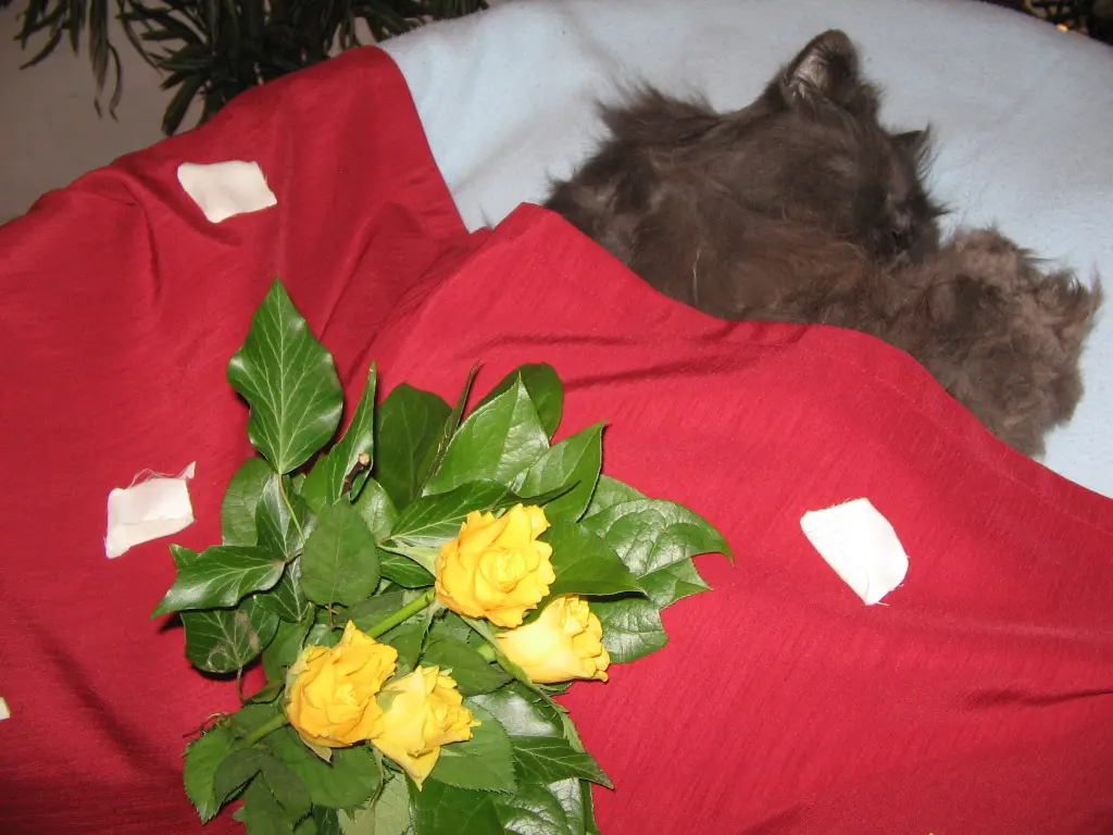 Condolence image of Hans-Jürgen Böhnke