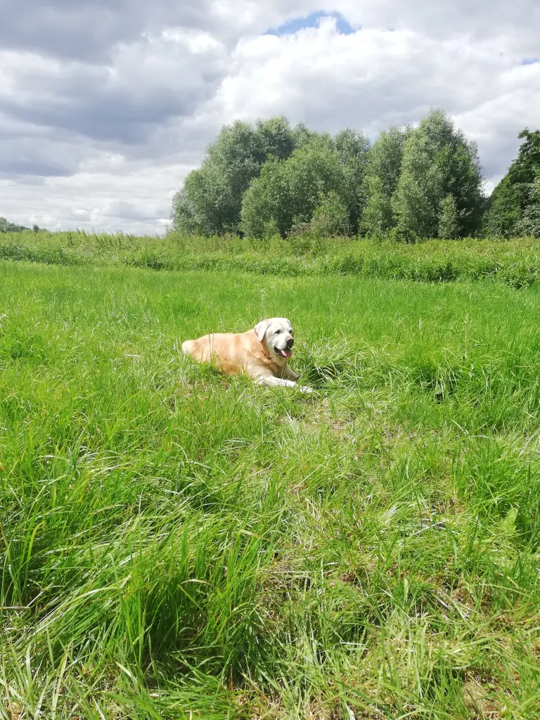 Andachtsbild von Petra mit Prinz