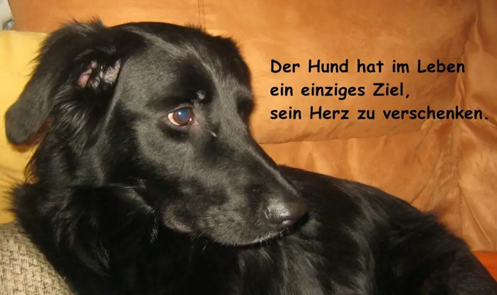 Bild von Mika
