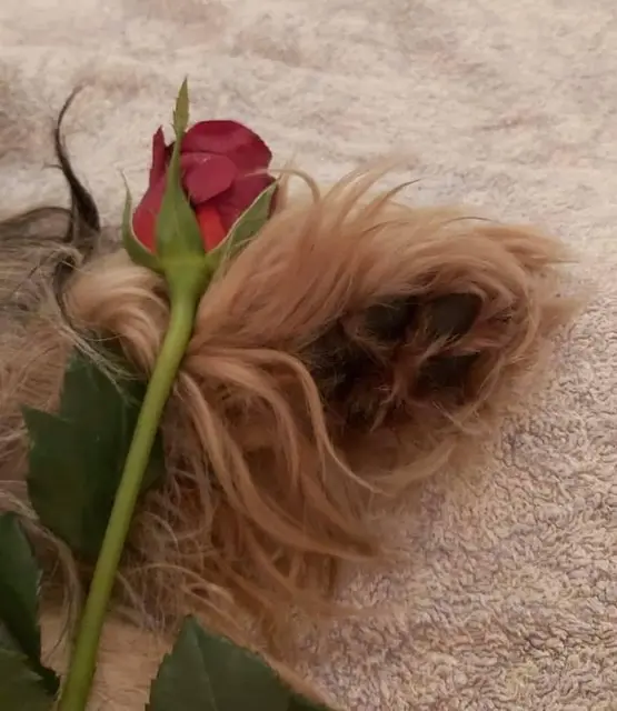 Condolence image of Corinna
