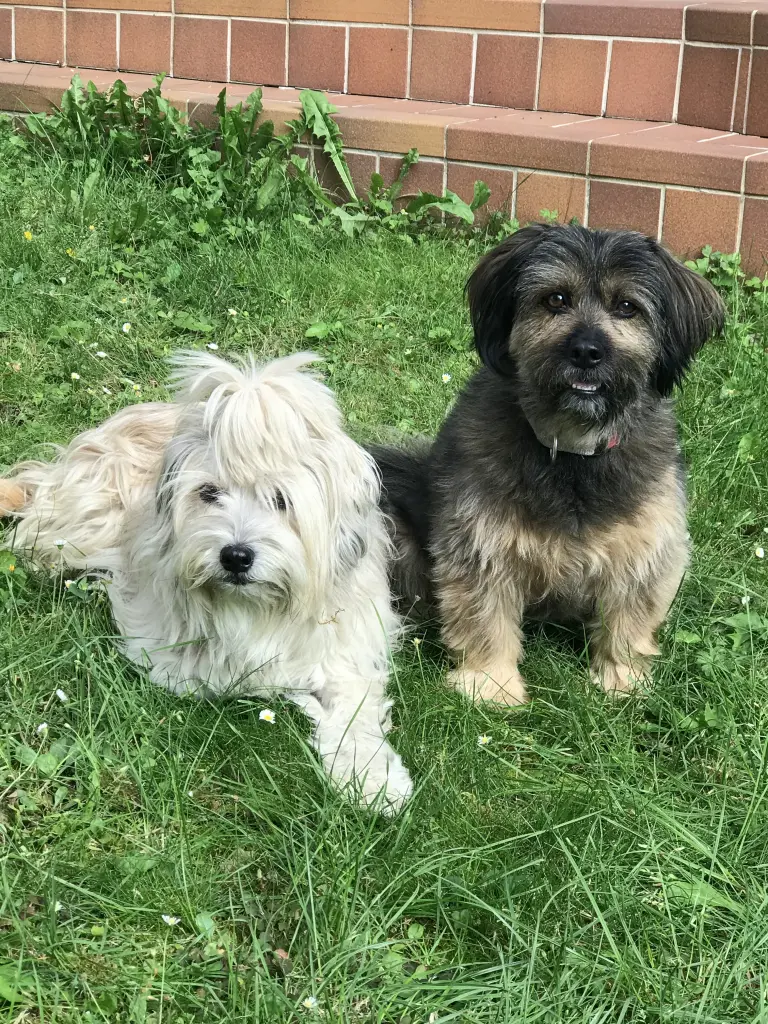 Condolence image of Lilly und Chui so wie Gina