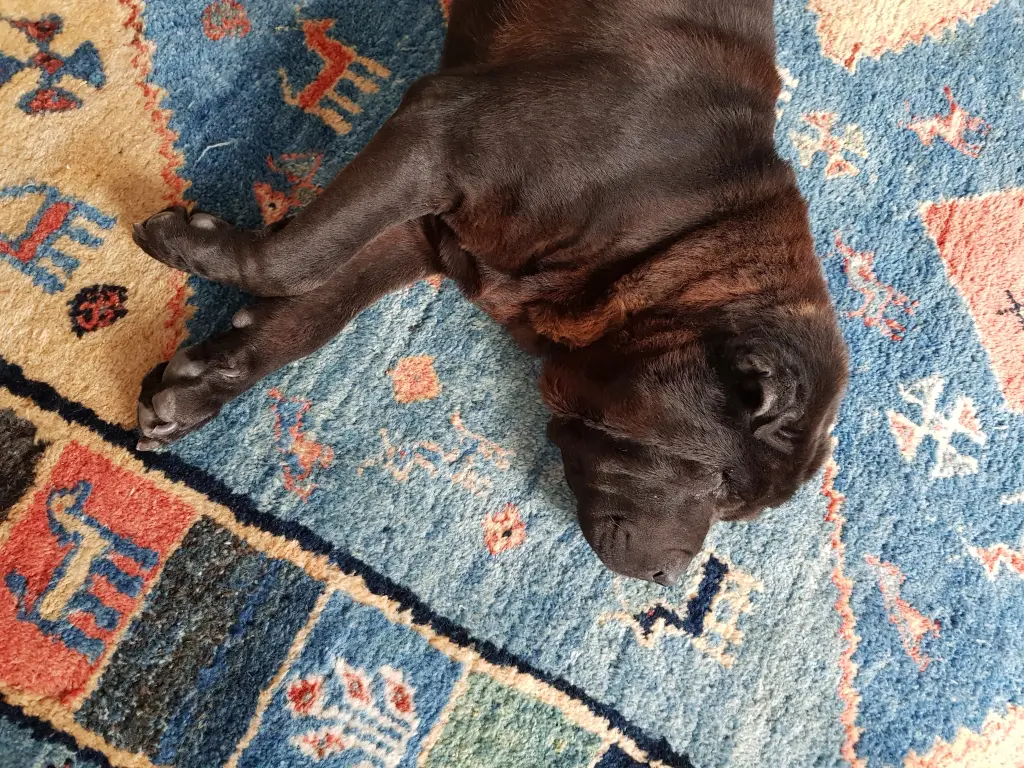 Condolence image of Sonja mit Loona im Herzen