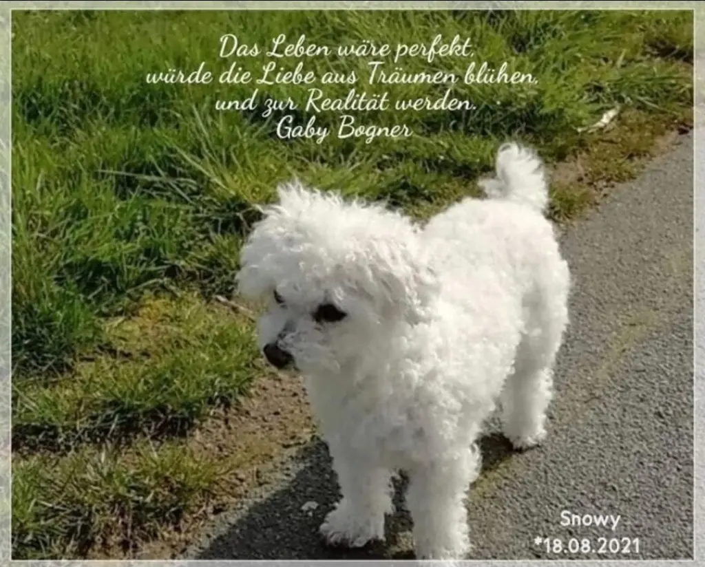 Condolence image of Gaby mit Snowy im Herzen