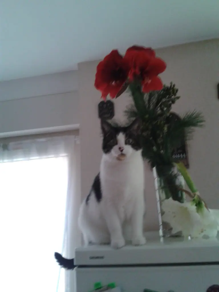 Condolence image of Astrid