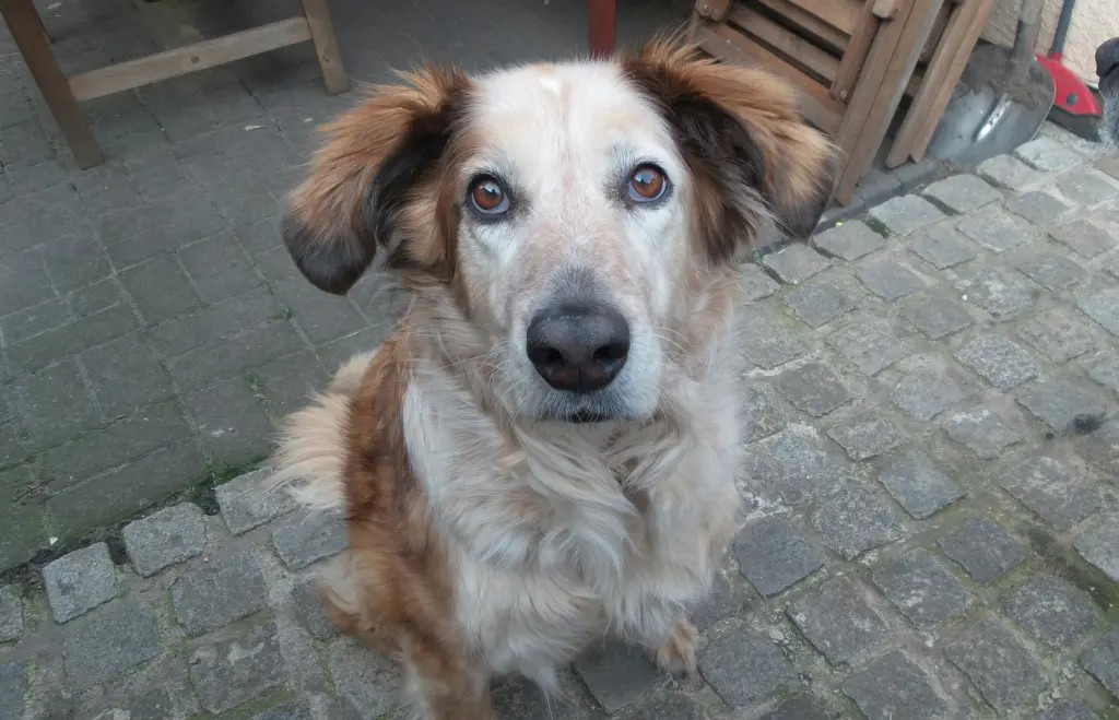 Image from Brandy