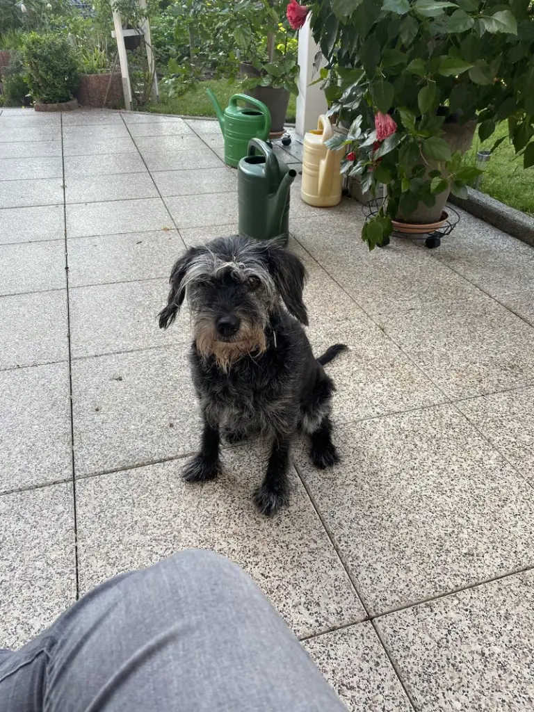 Andachtsbild von Jessie