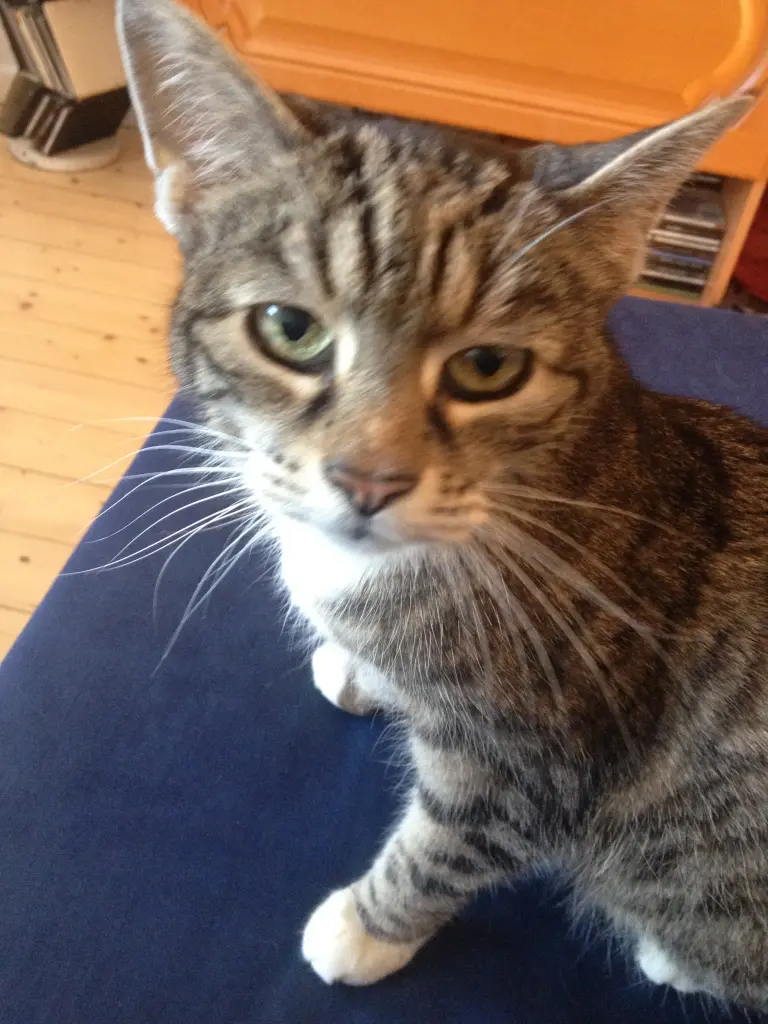 Image from Lizzy