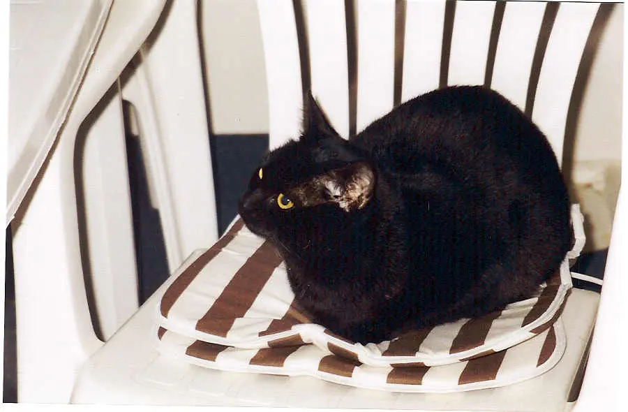 Image from Shadow