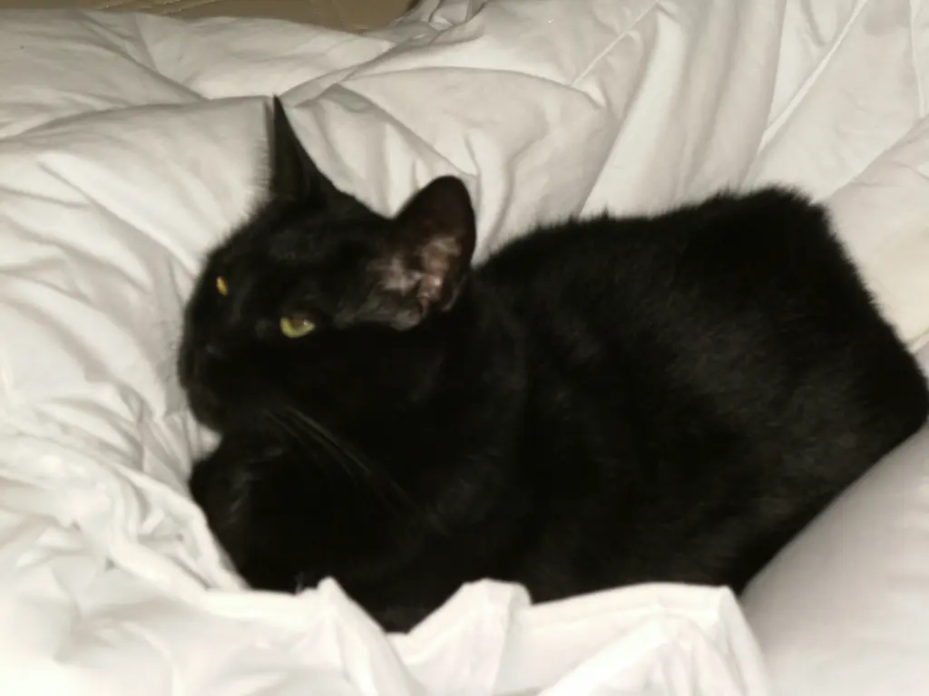 Image from Minou ( Mini )