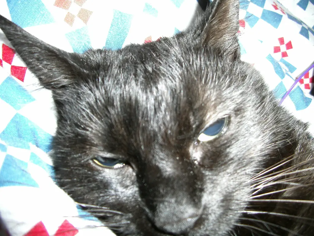Image from Minou ( Mini )