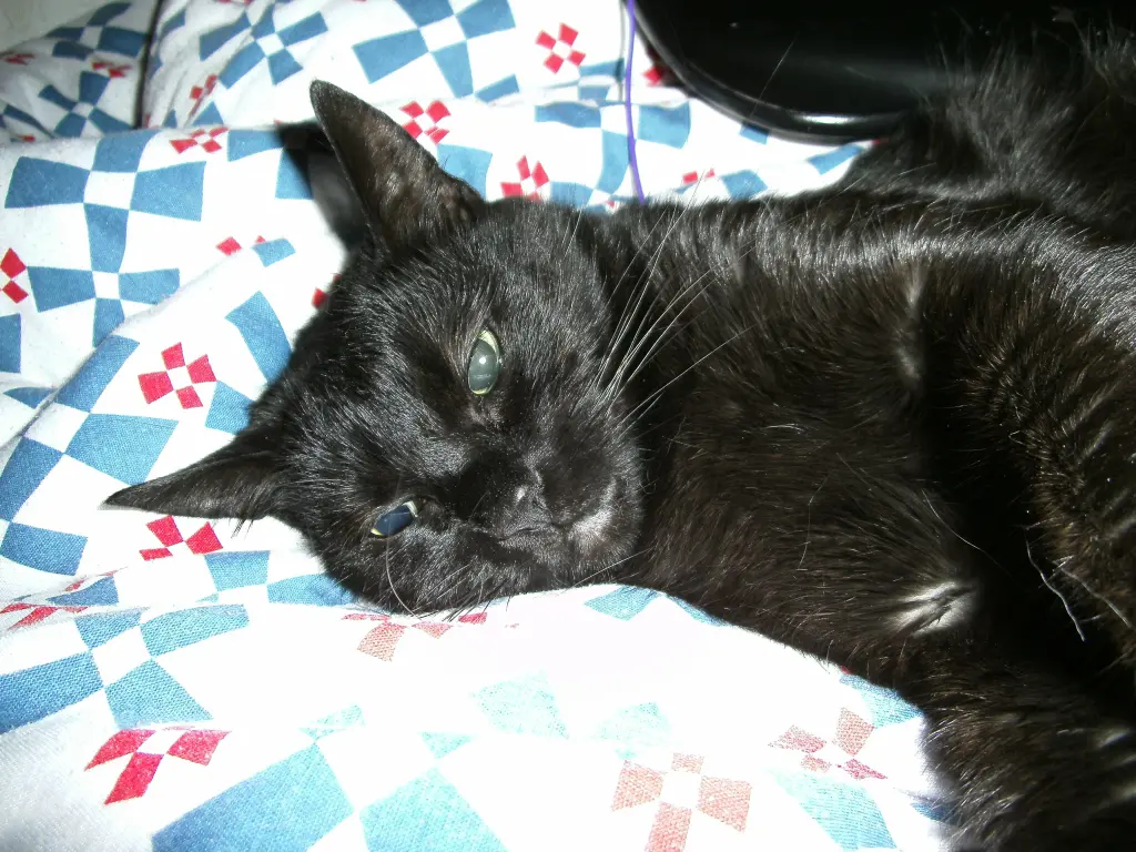 Image from Minou ( Mini )