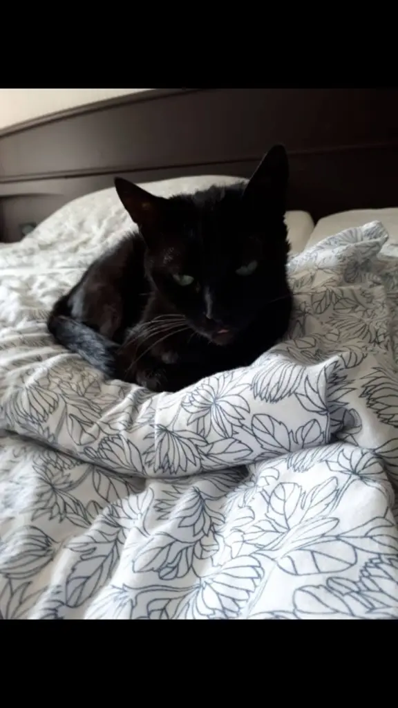 Image from Minou ( Mini )